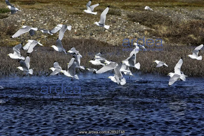 : Black-legged Kittiwake - taking off from water : Black-legged Kittiwake - taking off from water
