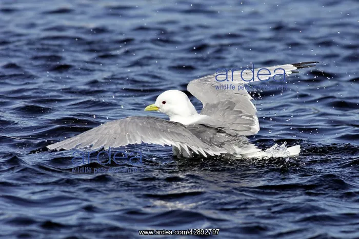 : Black-legged Kittiwake - in water : Black-legged Kittiwake - in water