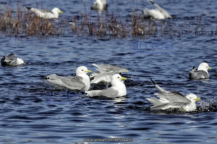 : Black-legged Kittiwake - in water : Black-legged Kittiwake - in water