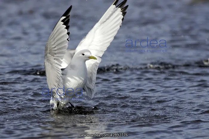 : Black-legged Kittiwake - in water flapping wings : Black-legged Kittiwake - in water flapping wings