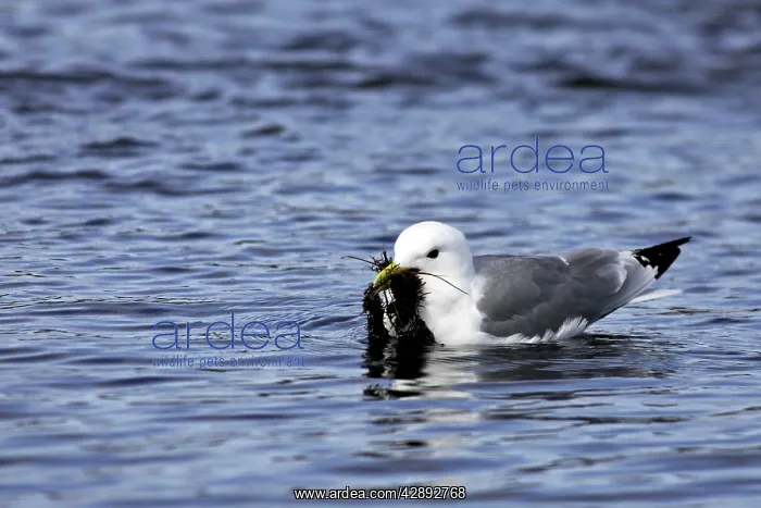 : Black-legged Kittiwake - in water with seaweed in beak : Black-legged Kittiwake - in water with seaweed in beak