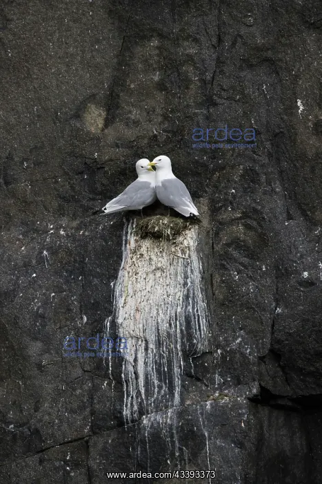 : Black-legged Kittiwakes : Black-legged Kittiwakes