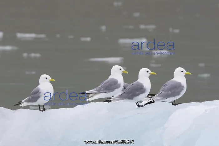: Black-legged Kittiwakes : Black-legged Kittiwakes