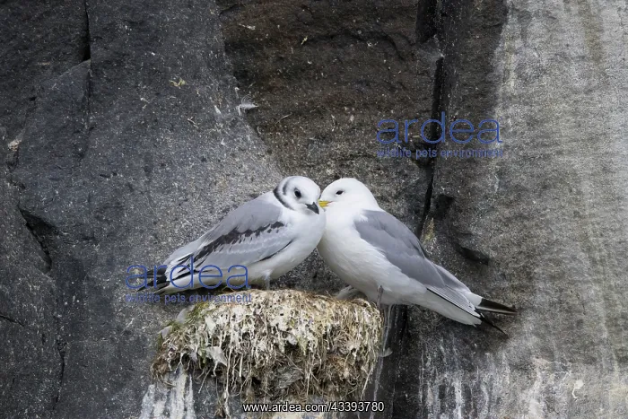 : Black-legged Kittiwakes : Black-legged Kittiwakes