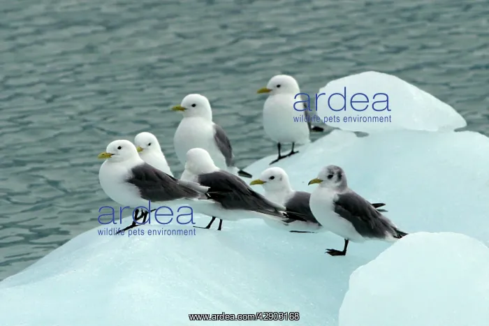: Black-legged Kittiwakes - flock at rest on ice floe : Black-legged Kittiwakes - flock at rest on ice floe