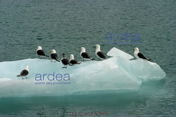 : Black-legged Kittiwakes - On ice : Black-legged Kittiwakes - On ice