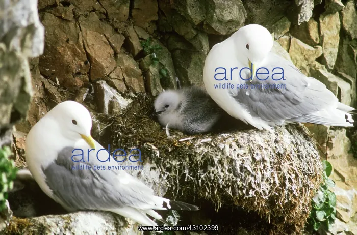 : Black-legged Kittiwakes (Rissa tridactyla) : Black-legged Kittiwakes (Rissa tridactyla)