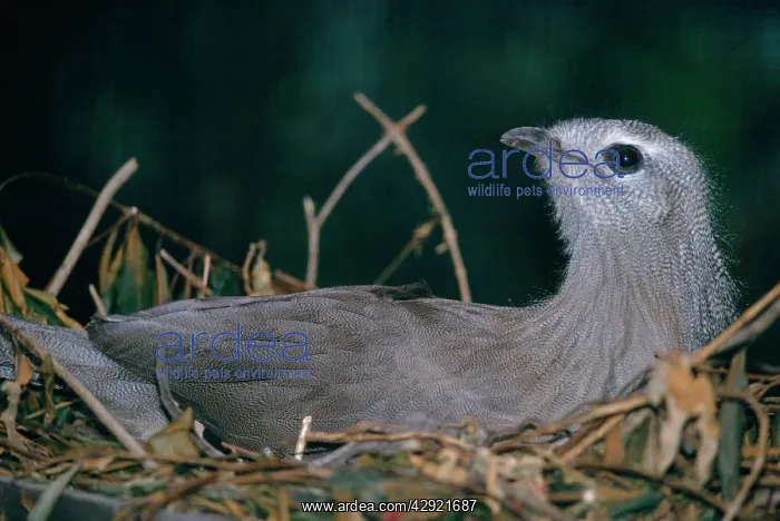 : Black Legged Seriema - on nest : Black Legged Seriema - on nest