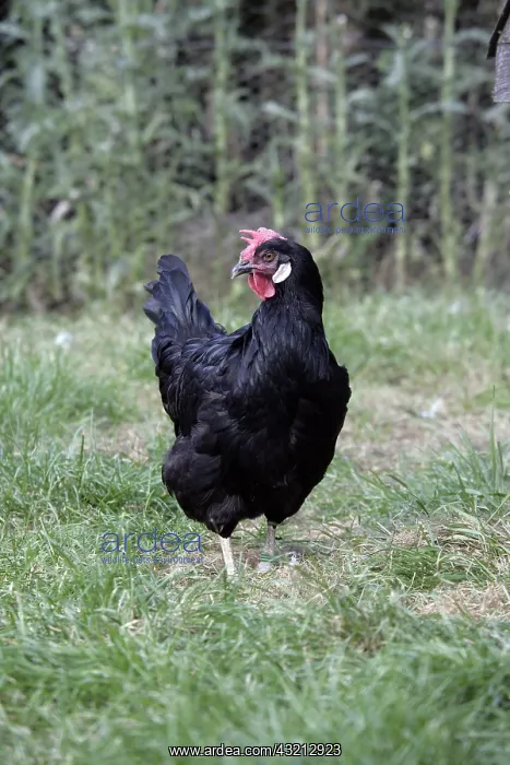 : Black Leghorn hen Warwickshire : Black Leghorn hen Warwickshire