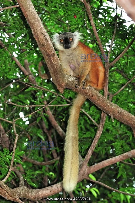  : Black Lemur - female