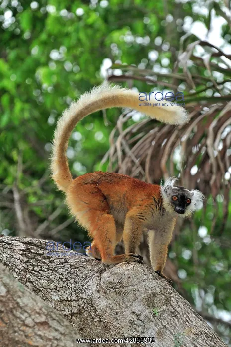 : Black Lemur - female : Black Lemur - female