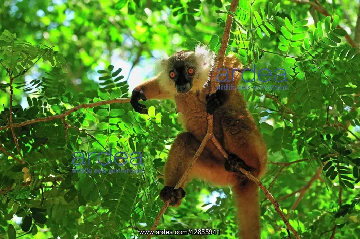 : Black Lemur - female : Black Lemur - female