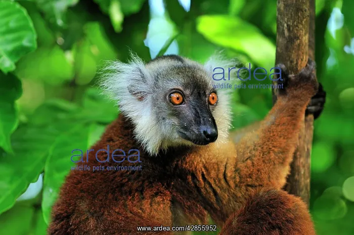 : Black Lemur - female : Black Lemur - female