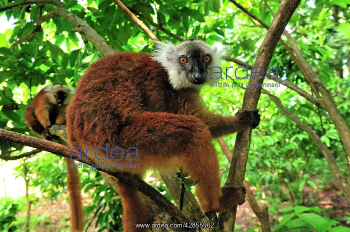 : Black Lemur - female : Black Lemur - female