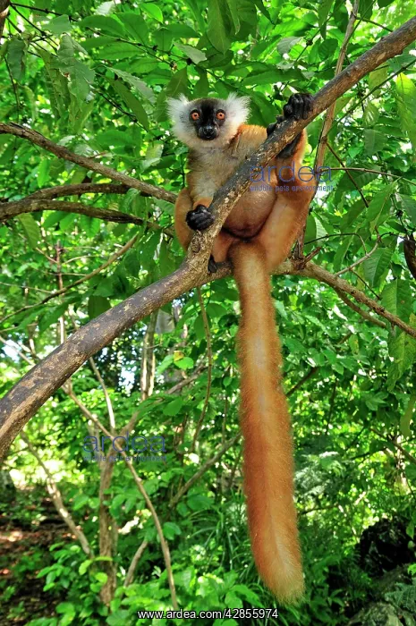 : Black Lemur - female : Black Lemur - female