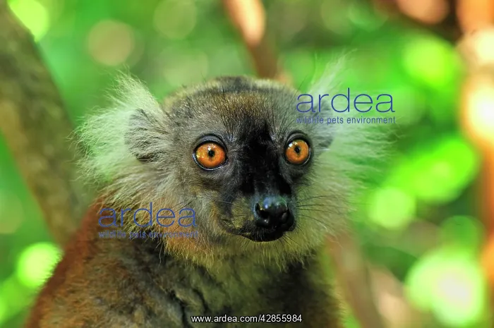 : Black Lemur - female : Black Lemur - female