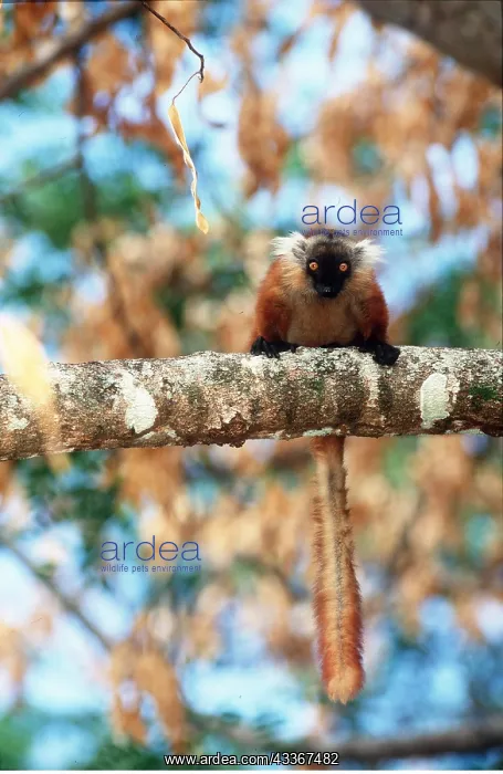 : BLACK LEMUR - female, on branch : BLACK LEMUR - female, on branch