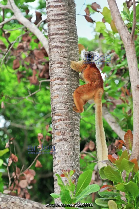 : Black Lemur - female climbing tree : Black Lemur - female climbing tree