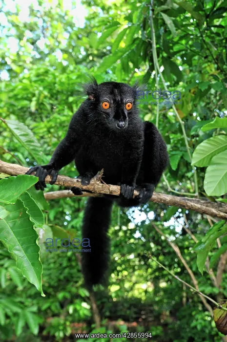 : Black Lemur - male : Black Lemur - male
