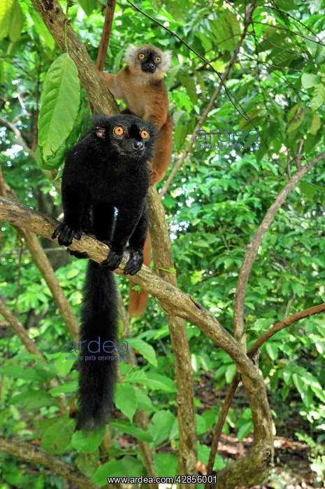 : Black Lemur - male : Black Lemur - male