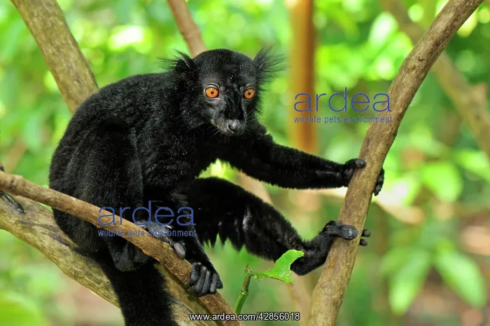 : Black Lemur - male : Black Lemur - male