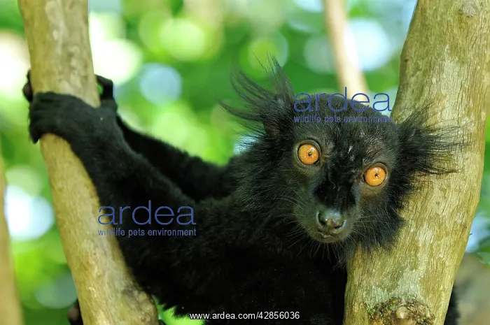 : Black Lemur - male : Black Lemur - male