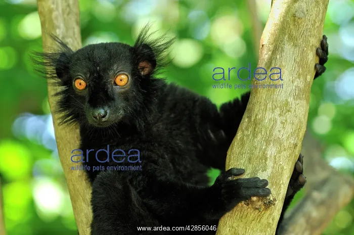  : Black Lemur - male