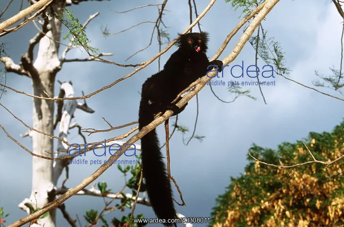 : BLACK LEMUR - male, licks nose : BLACK LEMUR - male, licks nose