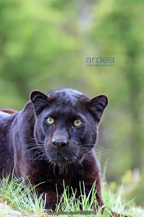  : Black Leopard