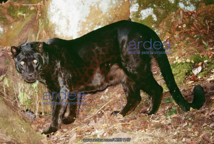 : BLACK LEOPARD - side on : BLACK LEOPARD - side on