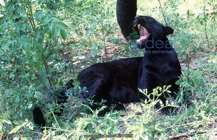 : BLACK LEOPARD : BLACK LEOPARD