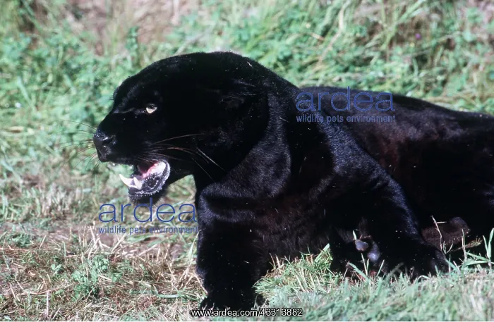 : BLACK LEOPARD : BLACK LEOPARD