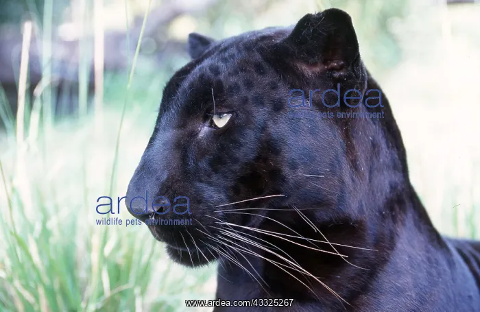 : BLACK LEOPARD - side on : BLACK LEOPARD - side on