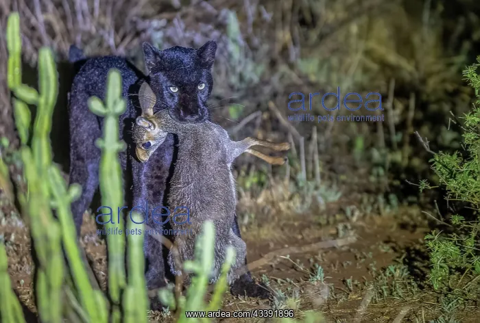: BLACK LEOPARD : BLACK LEOPARD