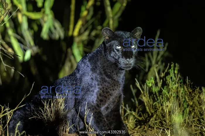 : BLACK LEOPARD : BLACK LEOPARD