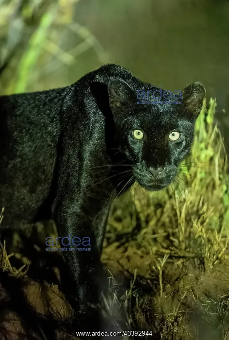 : BLACK LEOPARD : BLACK LEOPARD