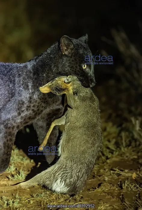 : BLACK LEOPARD : BLACK LEOPARD