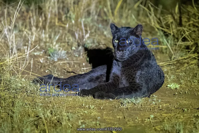 : BLACK LEOPARD : BLACK LEOPARD