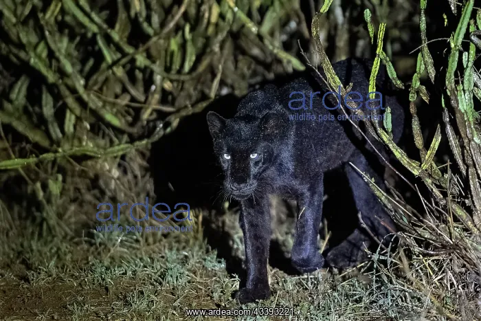 : BLACK LEOPARD : BLACK LEOPARD