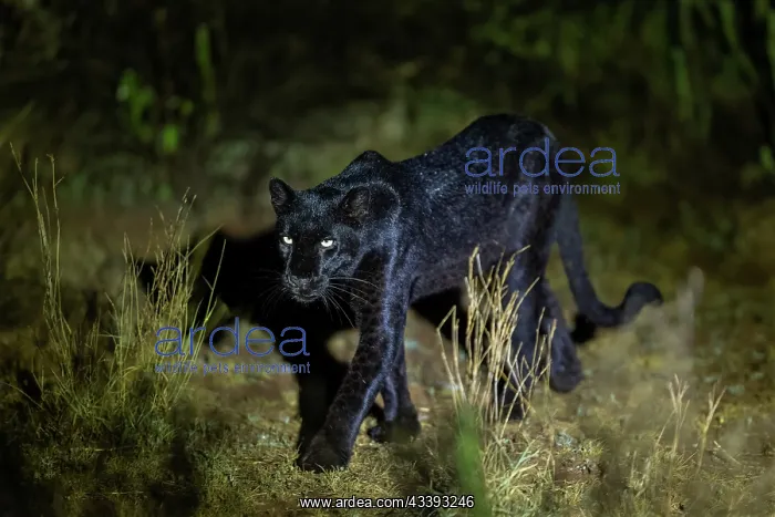 : BLACK LEOPARD : BLACK LEOPARD