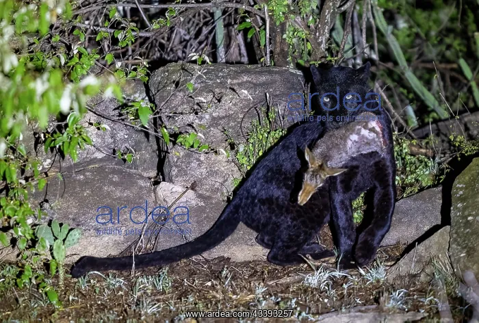 : BLACK LEOPARD : BLACK LEOPARD