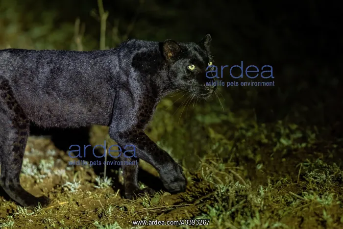 : BLACK LEOPARD : BLACK LEOPARD
