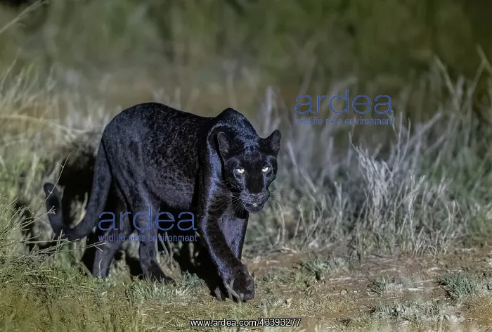 : BLACK LEOPARD : BLACK LEOPARD