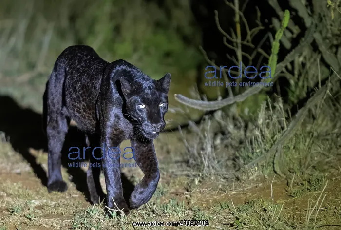 : BLACK LEOPARD : BLACK LEOPARD