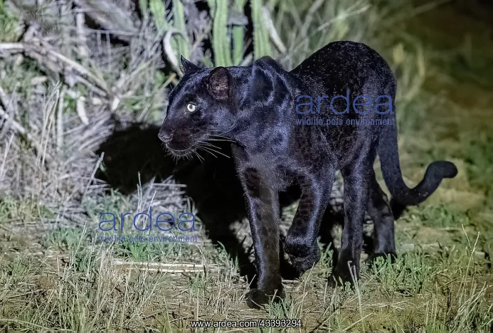  : BLACK LEOPARD
