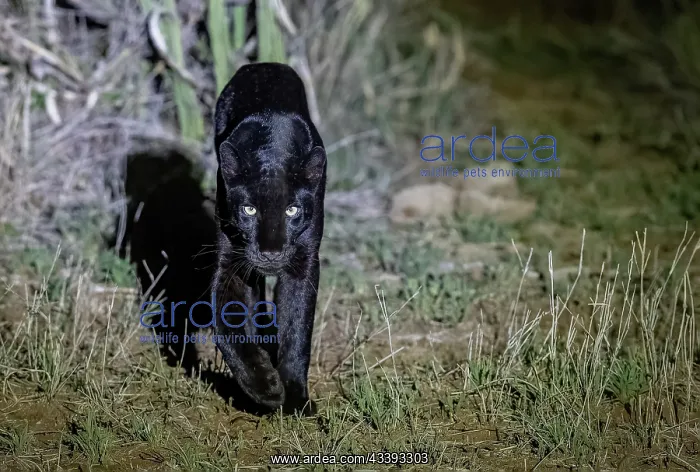 : BLACK LEOPARD : BLACK LEOPARD