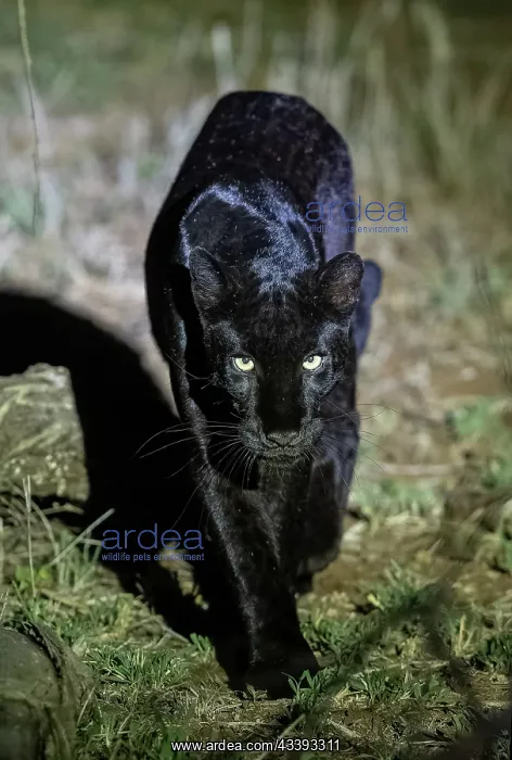: BLACK LEOPARD : BLACK LEOPARD