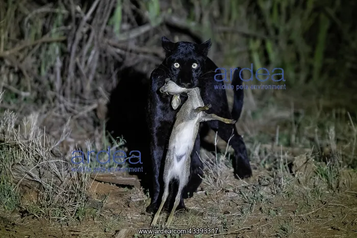 : BLACK LEOPARD : BLACK LEOPARD