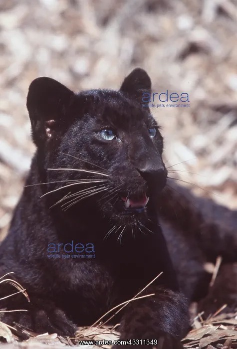 : BLACK LEOPARD - close-up of head, resting : BLACK LEOPARD - close-up of head, resting