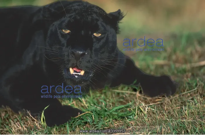 : BLACK LEOPARD - close-up of head, with teeth on show : BLACK LEOPARD - close-up of head, with teeth on show